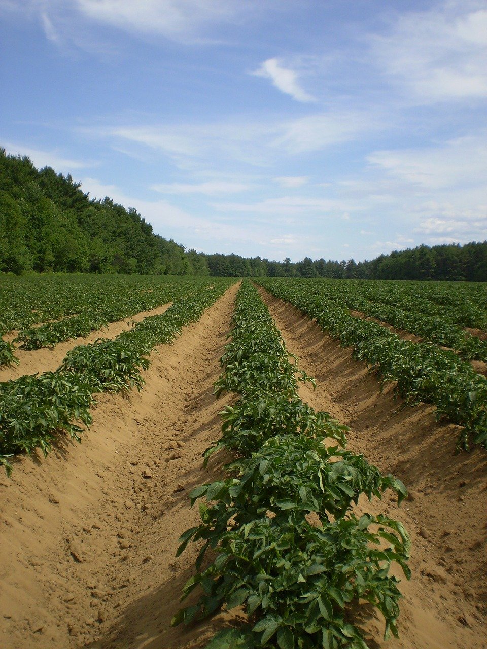 potato, fields, agriculture-71352.jpg