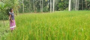 Traditional Paddy cultivated Paddy field at Bibile area