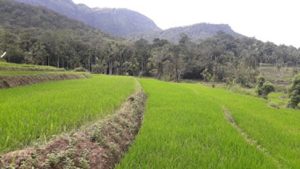 Traditional Paddy cultivated Paddy field at Bibile area