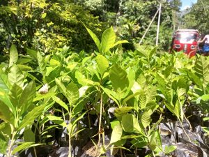 Rubber improvement of value chain & Embedded smallholders resilience project (RIVER) – the programs held from 2026.01.26 to 2026.02.01