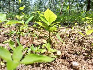 Rubber improvement of value chain & Embedded smallholders resilience project (RIVER) – the programs held from 2026.02.23 to 2026.03.01